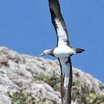 Brown Booby